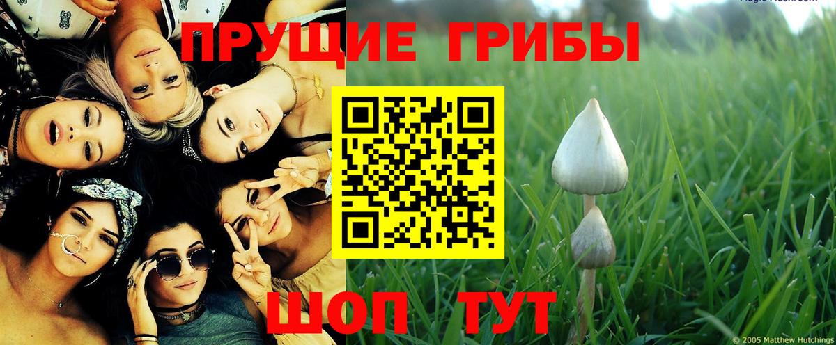Псилоцибиновые грибы мицелий  Верхняя Пышма  цены наркотик  Галлюциногенные грибы Magic Shrooms 